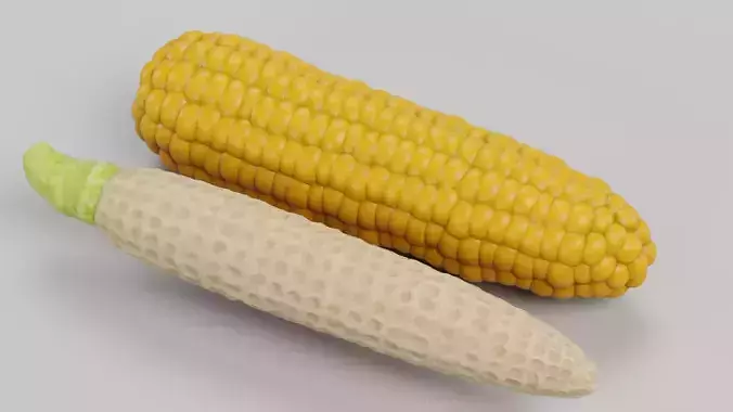 Corn Cob with Detailed Inner Kernel Structure