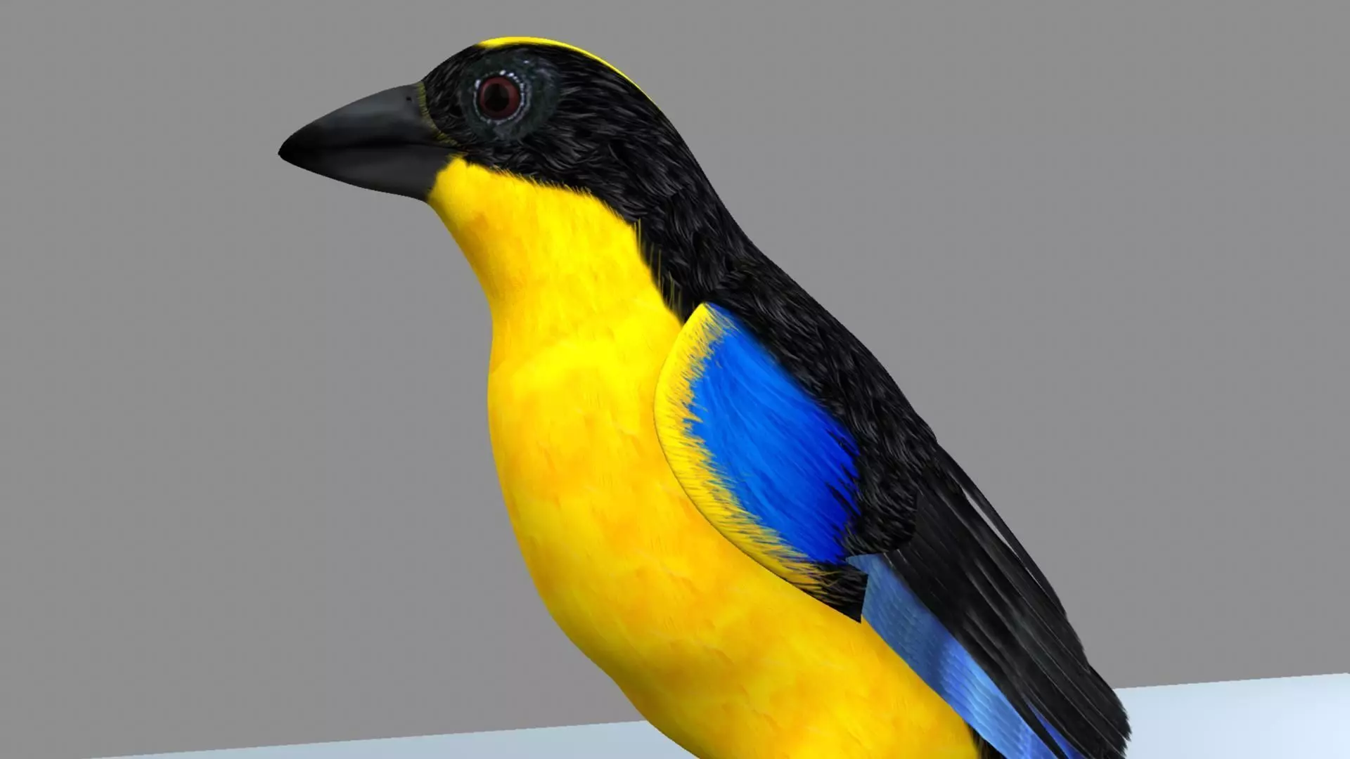 Blue wing mountain tanager close wing Animation with Blend Shape 3D model_12