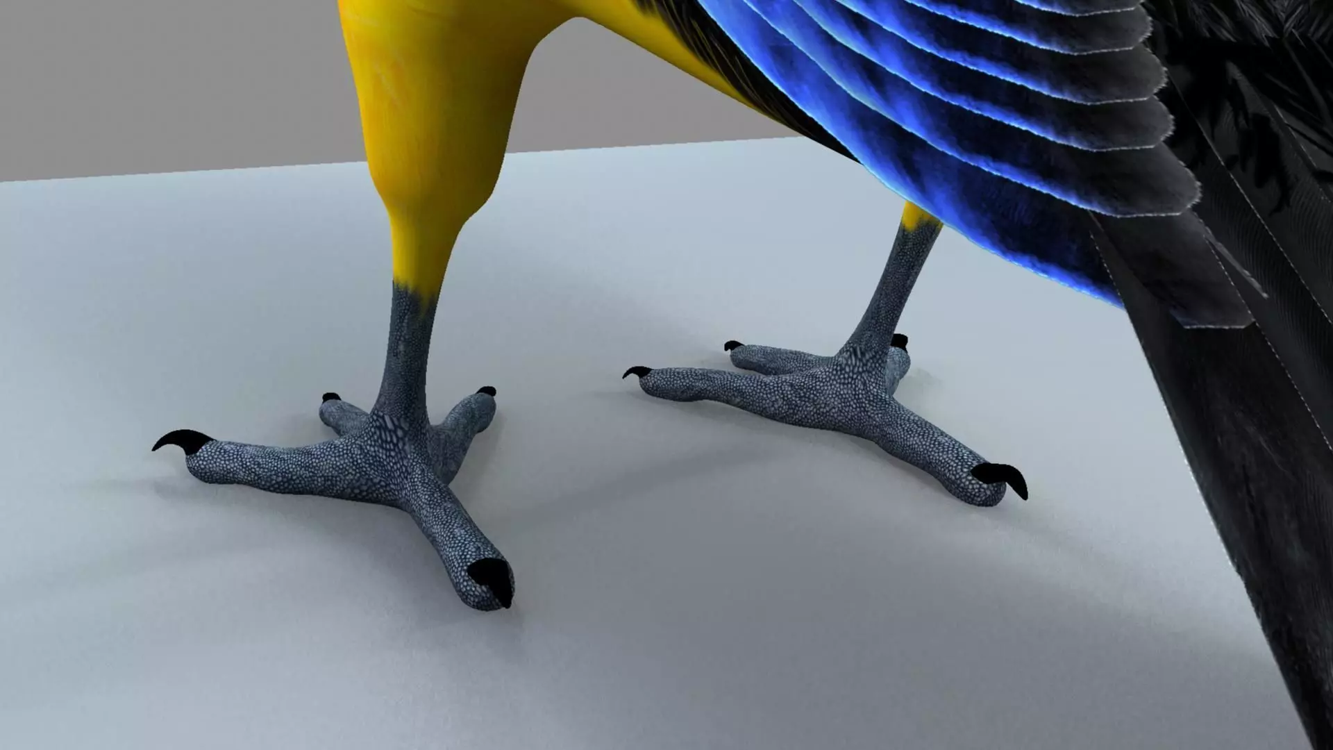 Blue wing mountain tanager close wing Animation with Blend Shape 3D model_8