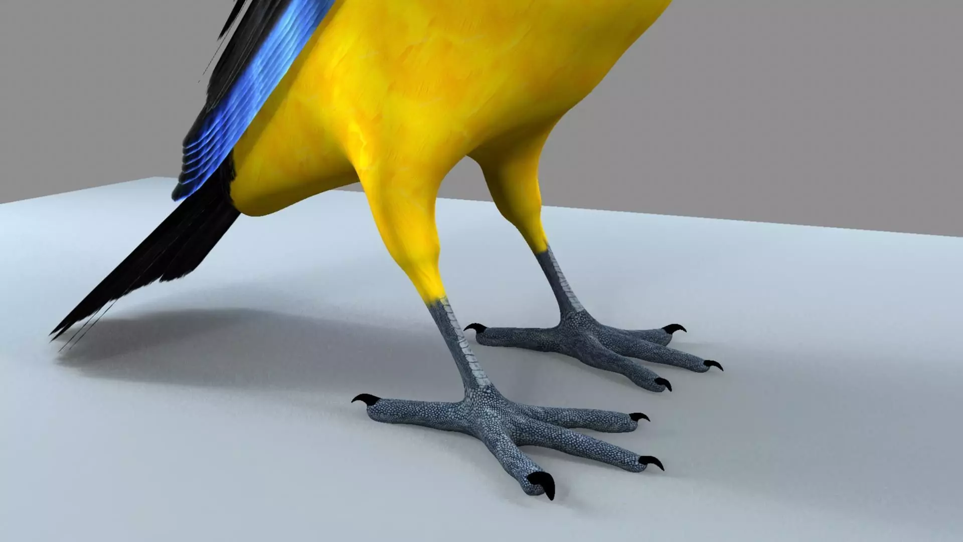 Blue wing mountain tanager close wing Animation with Blend Shape 3D model_23