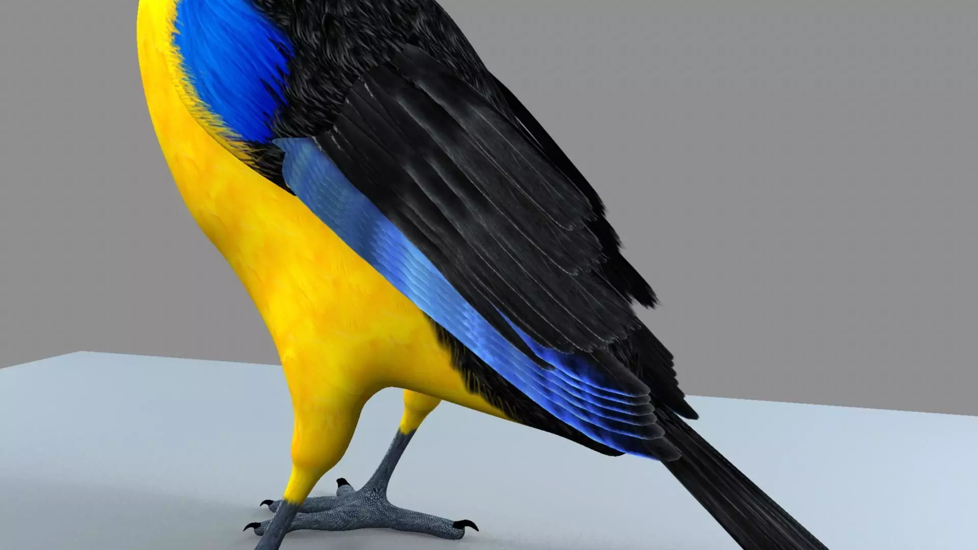 Blue wing mountain tanager close wing Animation with Blend Shape 3D model_14