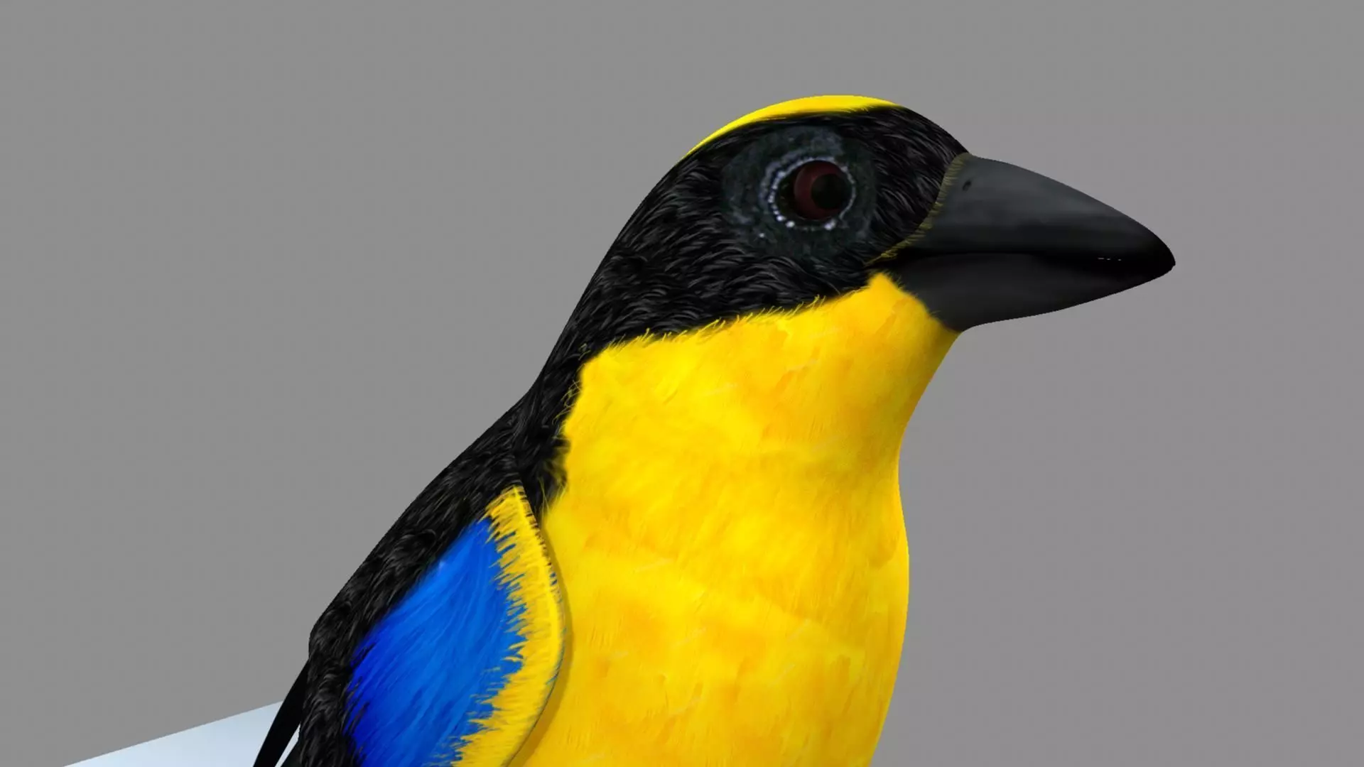 Blue wing mountain tanager close wing Animation with Blend Shape 3D model_20