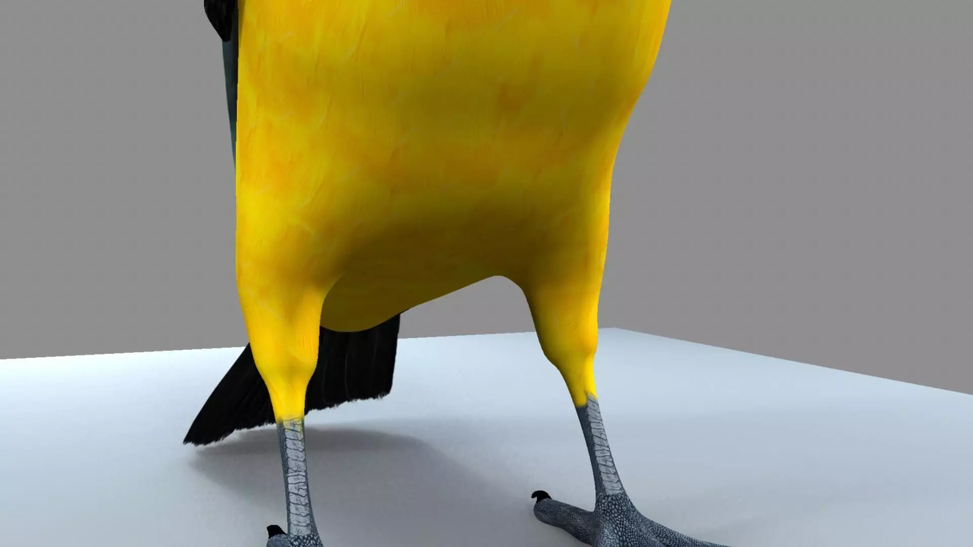 Blue wing mountain tanager close wing Animation with Blend Shape 3D model_24