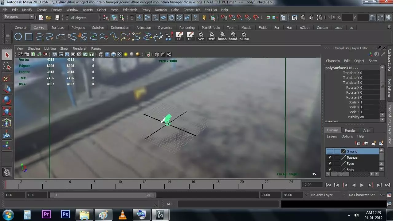 Blue wing mountain tanager close wing Animation with Blend Shape 3D model_48