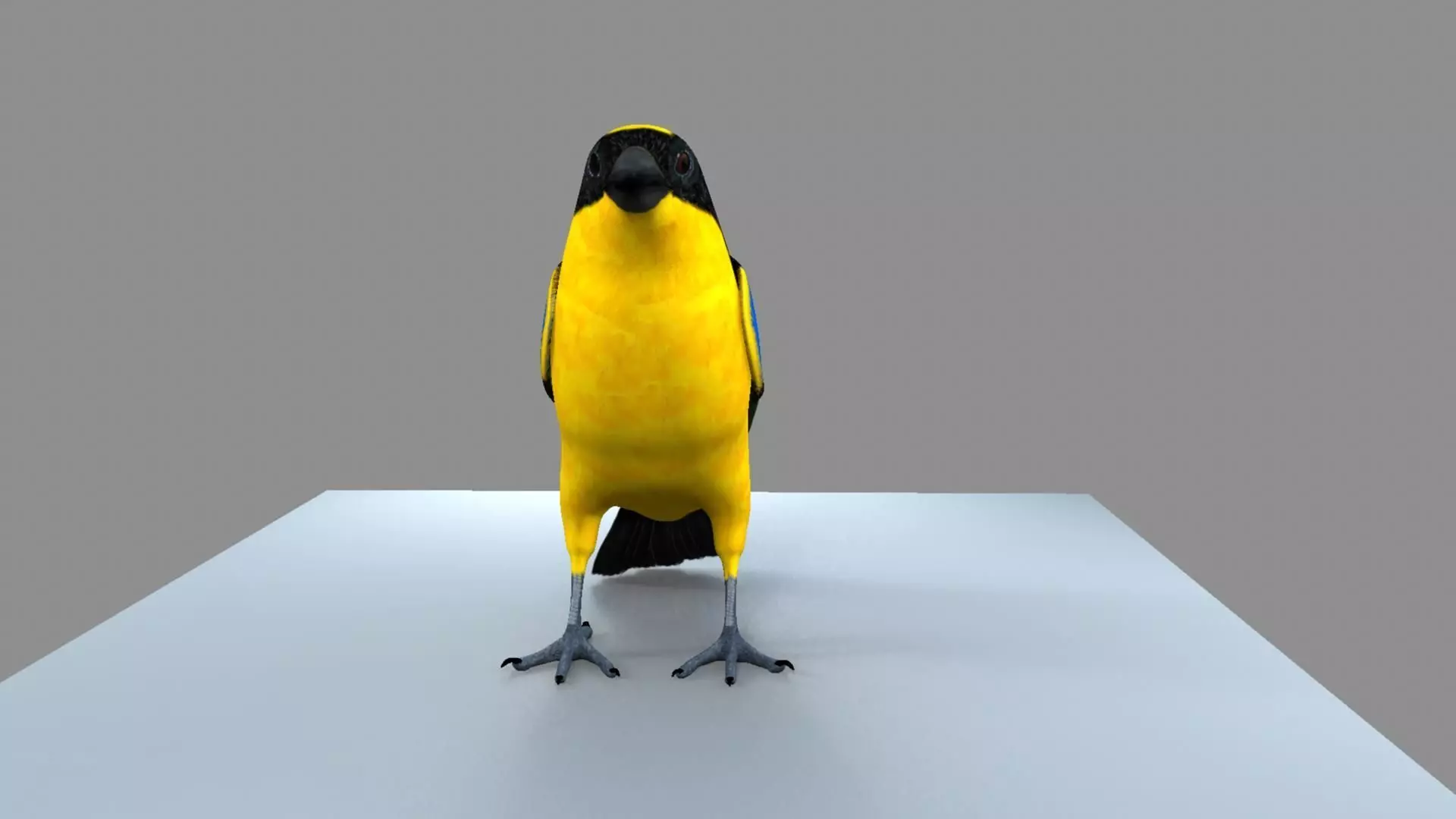 Blue wing mountain tanager close wing Animation with Blend Shape 3D model_19