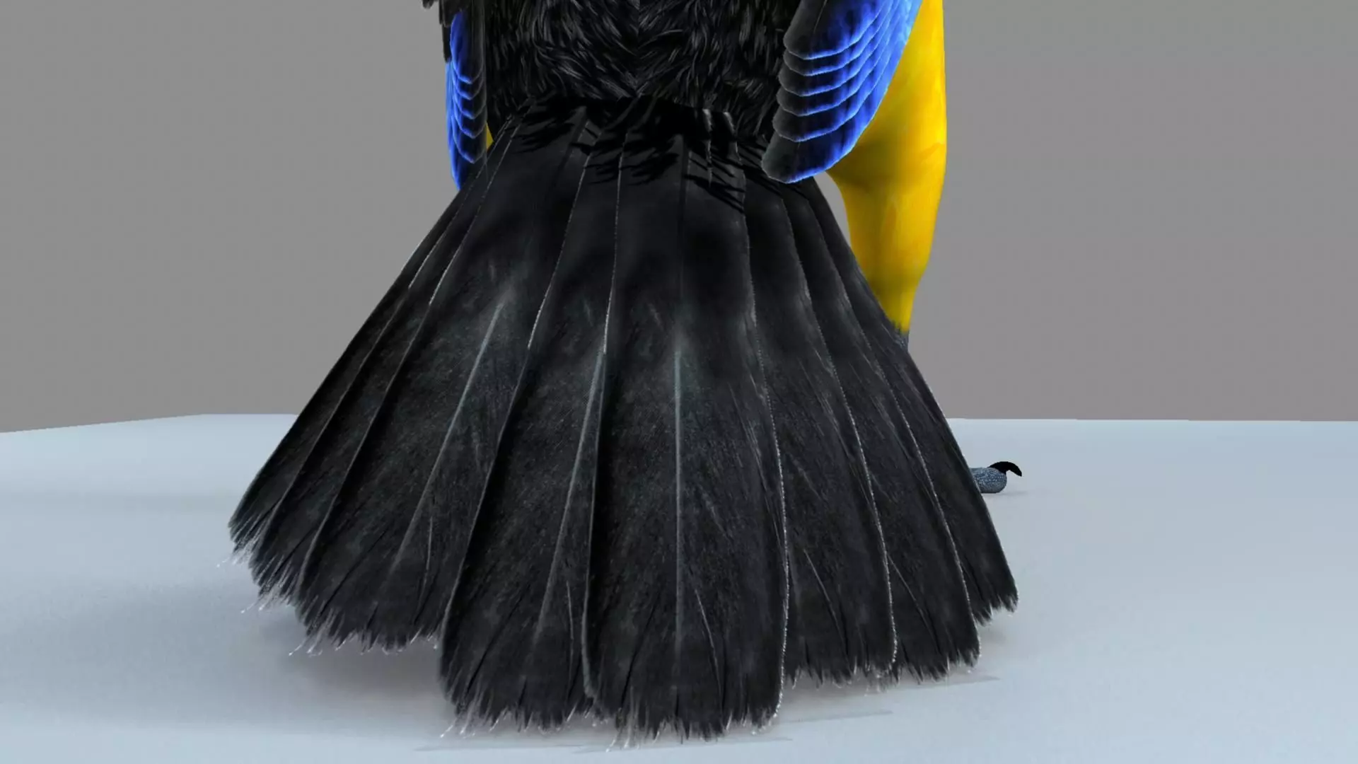 Blue wing mountain tanager close wing Animation with Blend Shape 3D model_10