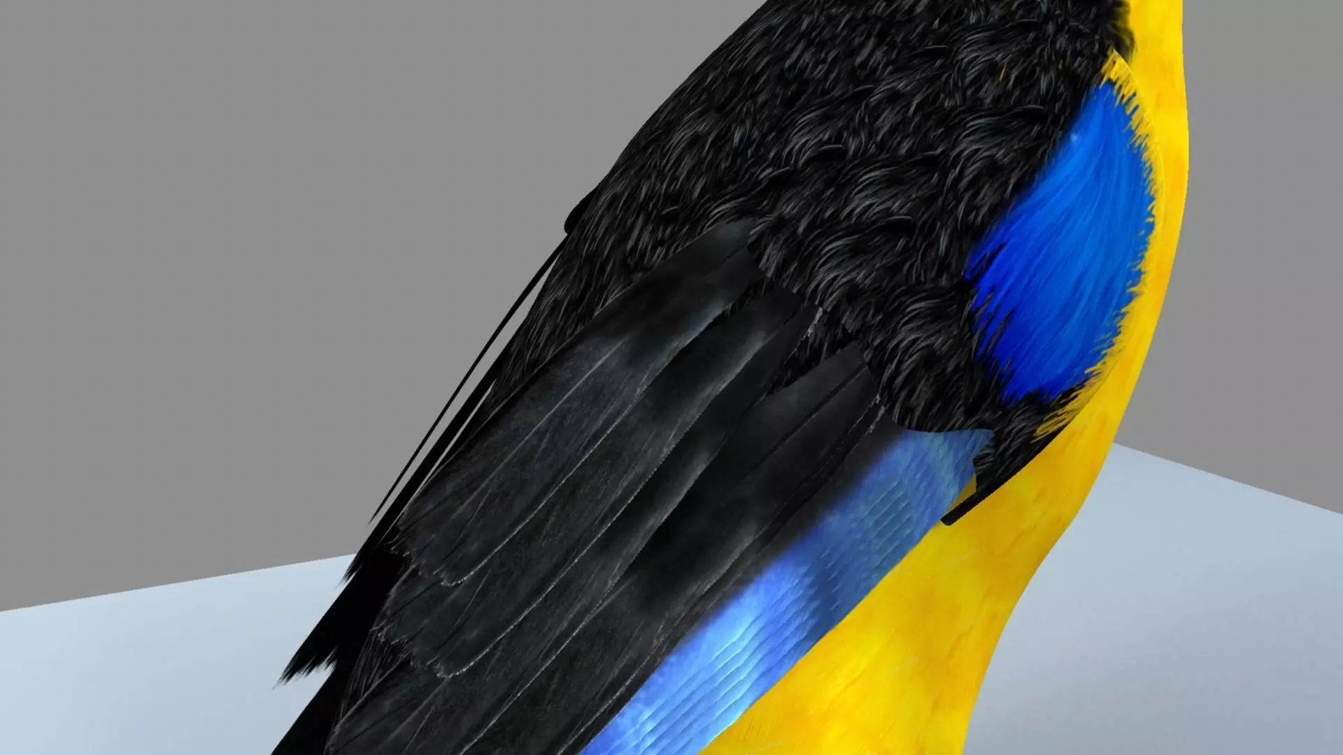 Blue wing mountain tanager close wing Animation with Blend Shape 3D model_4