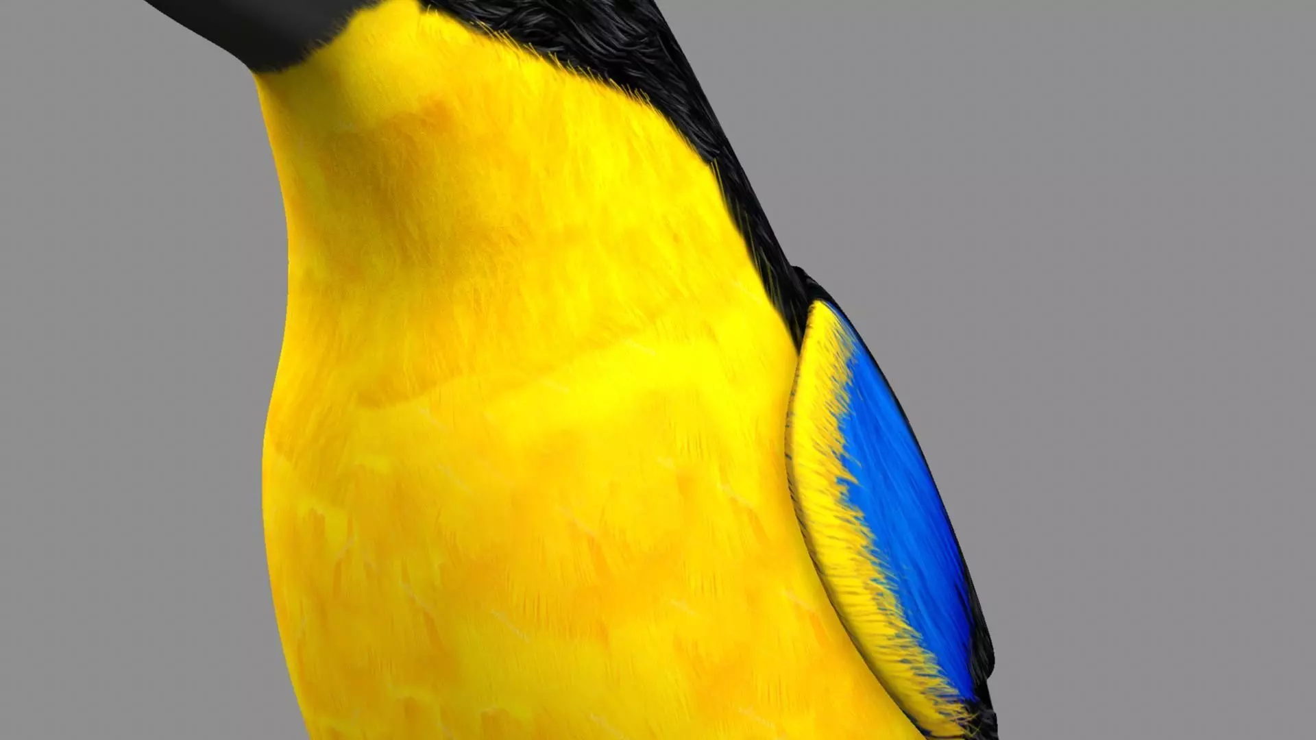 Blue wing mountain tanager close wing Animation with Blend Shape 3D model_21