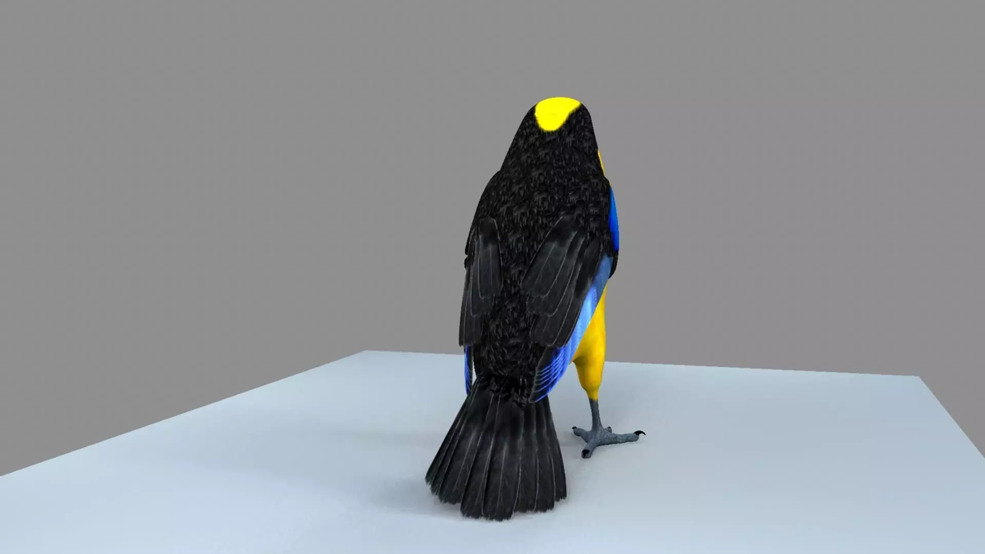 Blue wing mountain tanager close wing Animation with Blend Shape 3D model_18