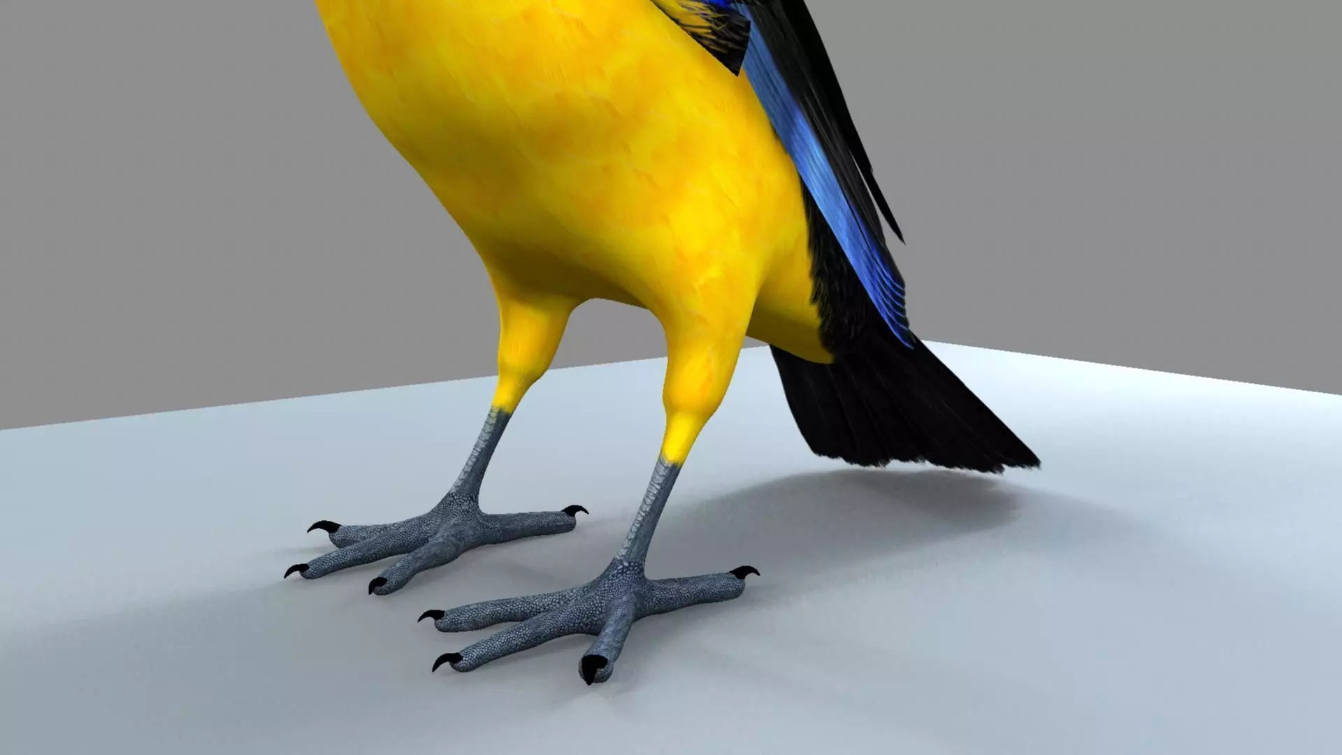 Blue wing mountain tanager close wing Animation with Blend Shape 3D model_22