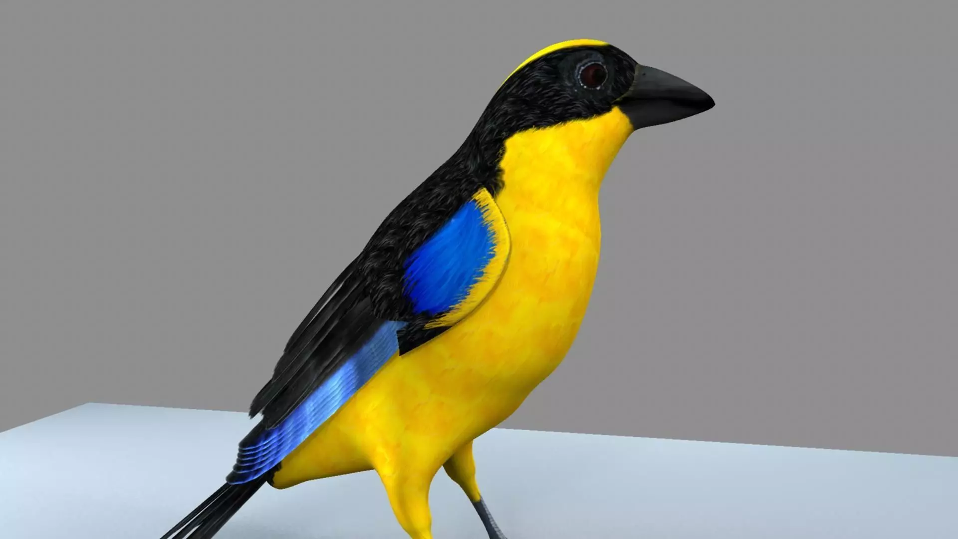 Blue wing mountain tanager close wing Animation with Blend Shape 3D model_5