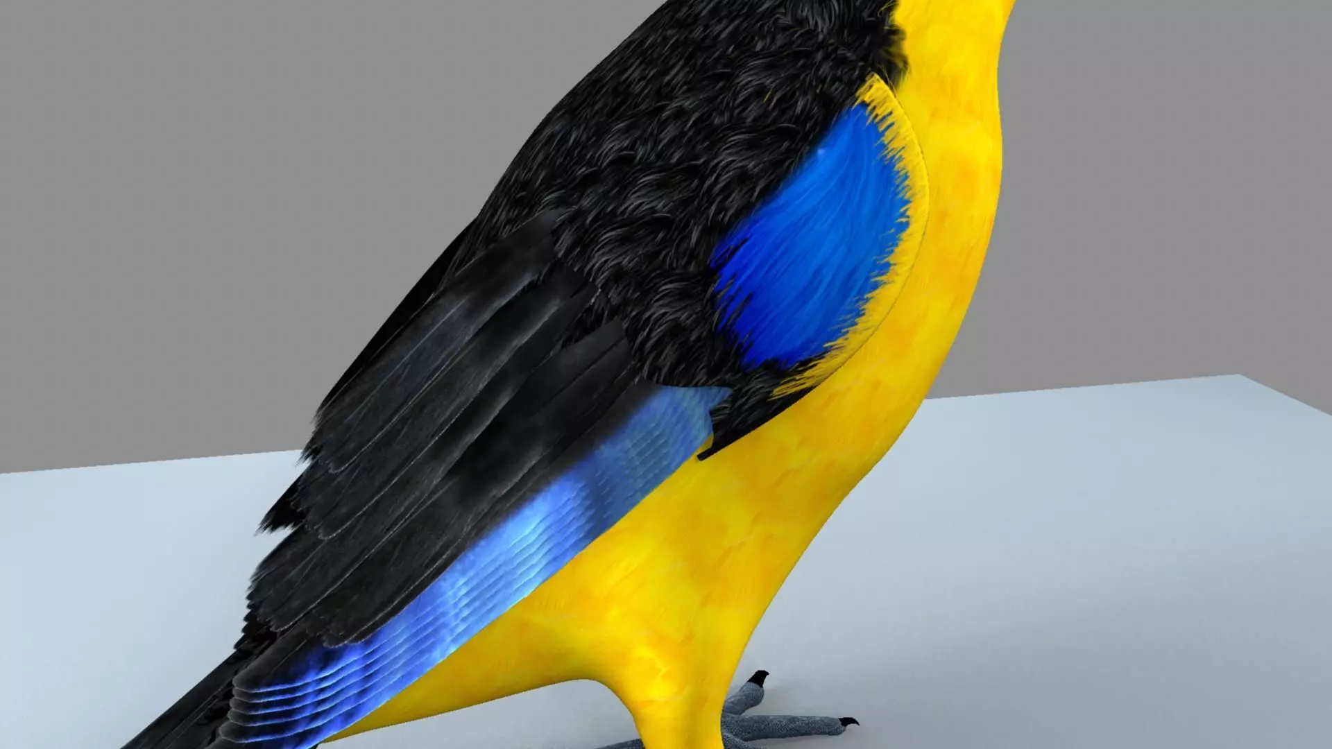 Blue wing mountain tanager close wing Animation with Blend Shape 3D model_17