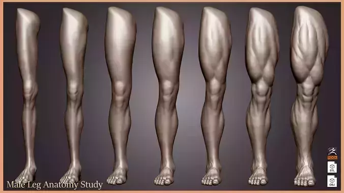 Male Leg Anatomy Study  Leg Transformation Pack