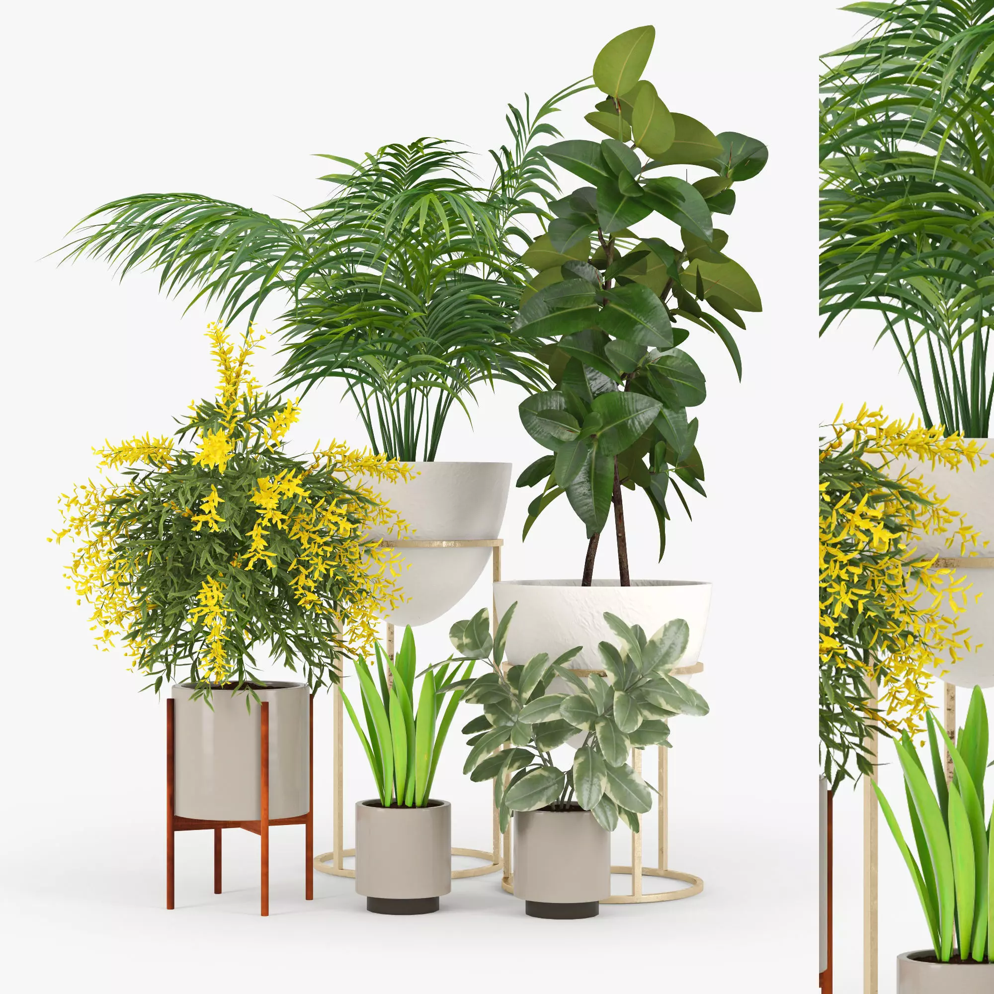Plants  Free low-poly 3D model_3