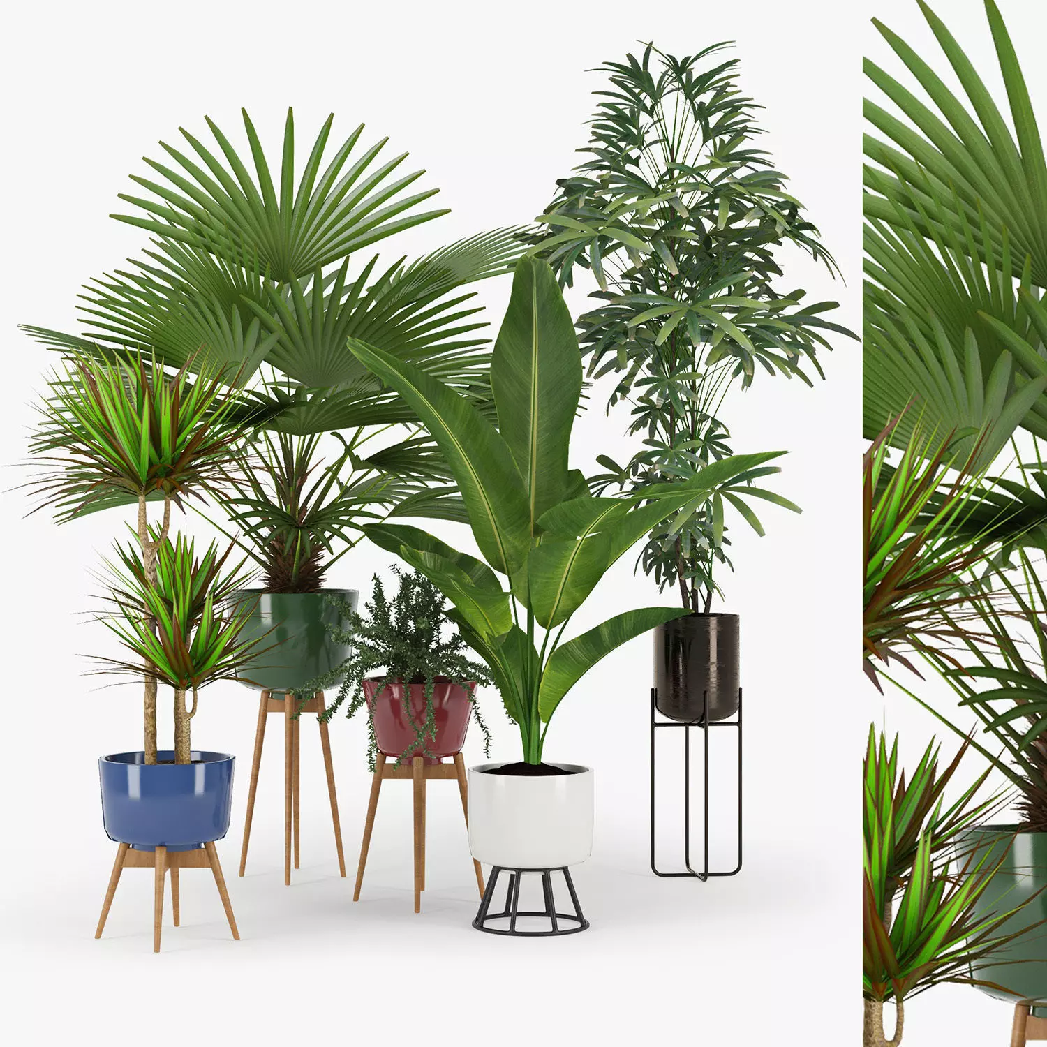 Plants  Free low-poly 3D model_1