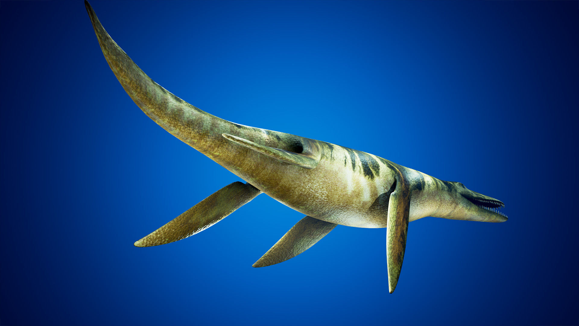 Realistic Pliosaur Mosasaurus with UE4 Support Low-poly 3D model_3