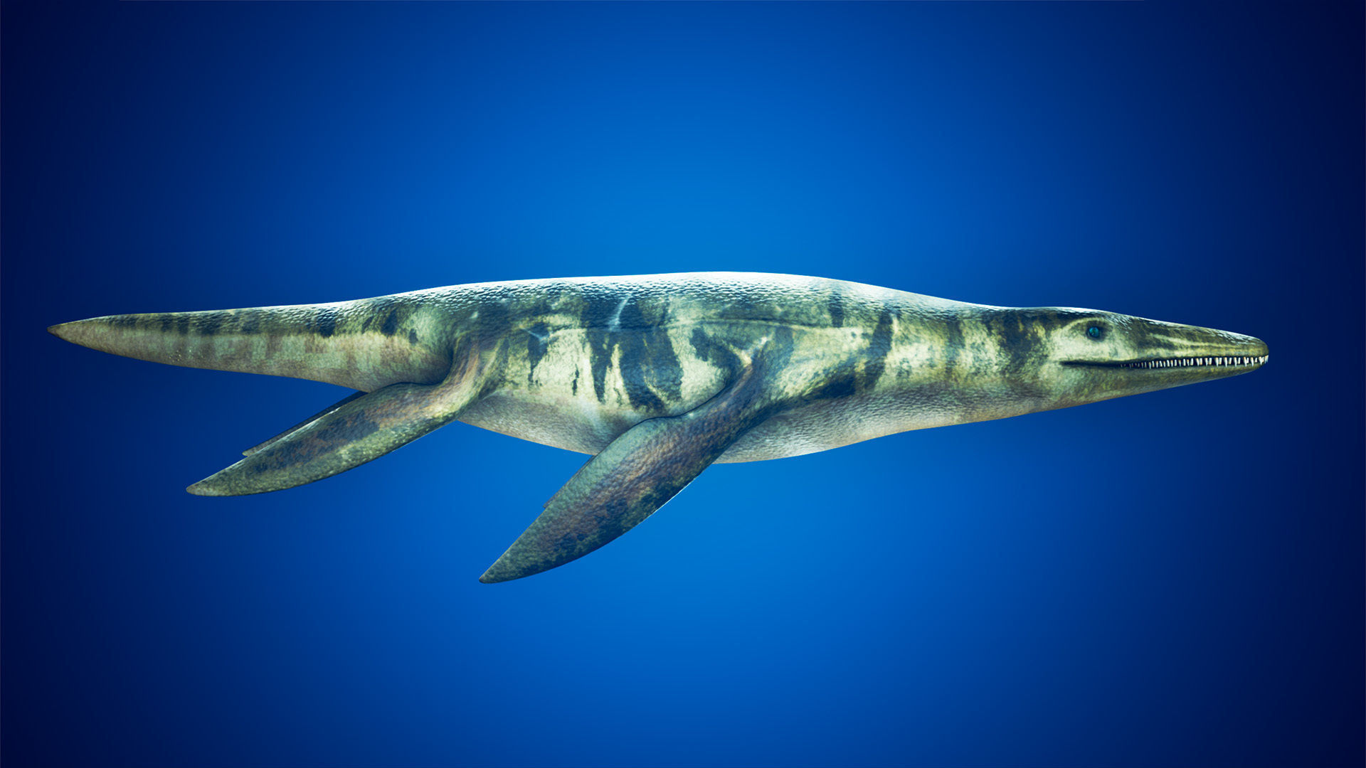 Realistic Pliosaur Mosasaurus with UE4 Support Low-poly 3D model_6
