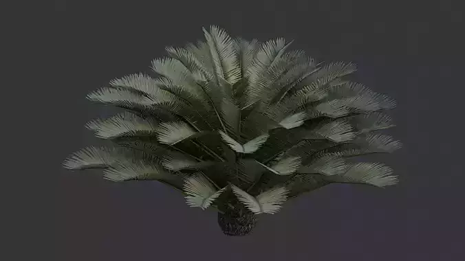 Cycas Revoluta Bush Foliage