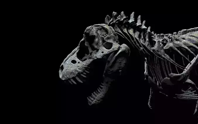 TYRANNOSAURUS SKELETON 