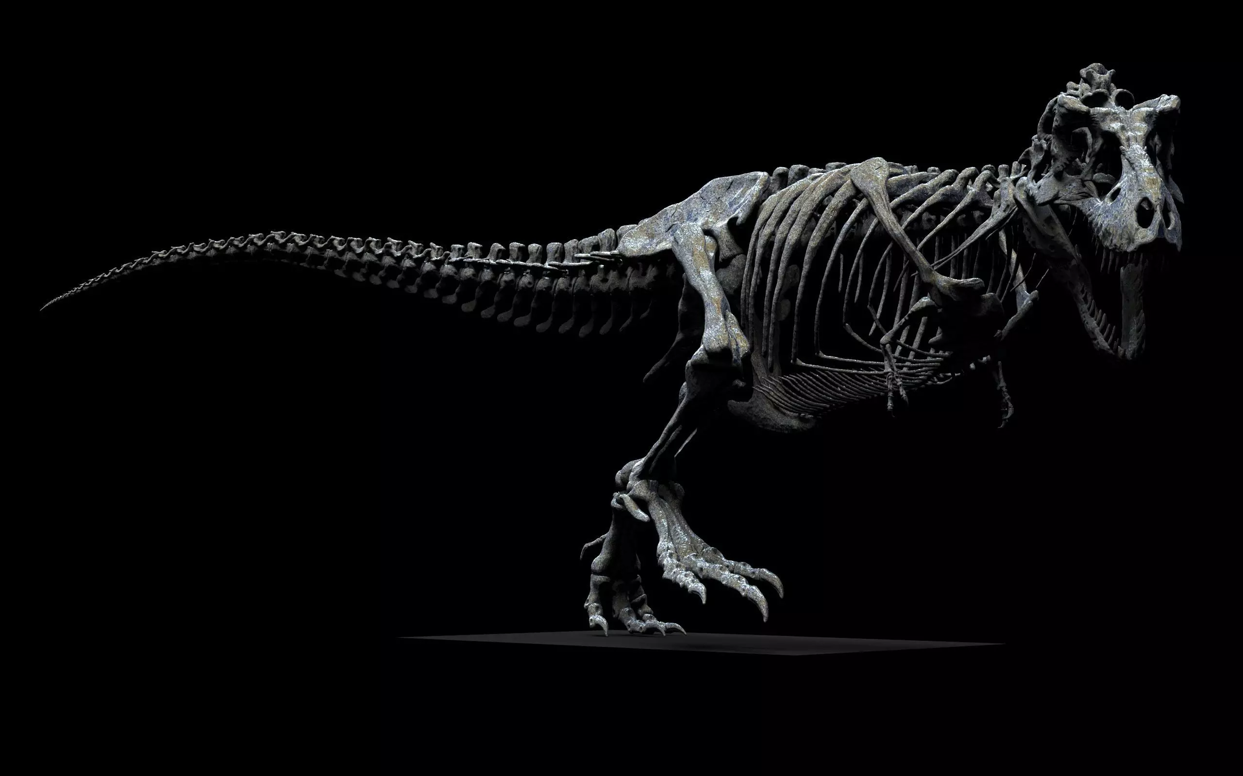 TYRANNOSAURUS SKELETON  3D print model_5