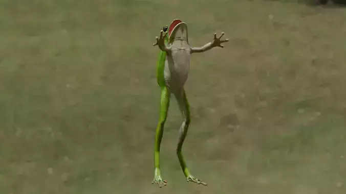 Realistic Frog
