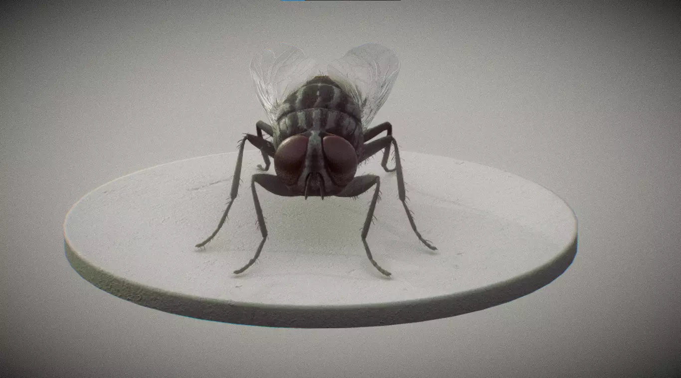 Housefly 3D print model_0