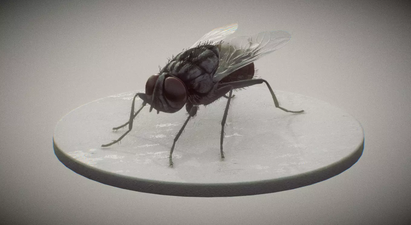 Housefly 3D print model_1