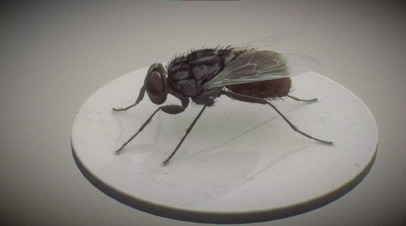 Housefly 3D print model_2