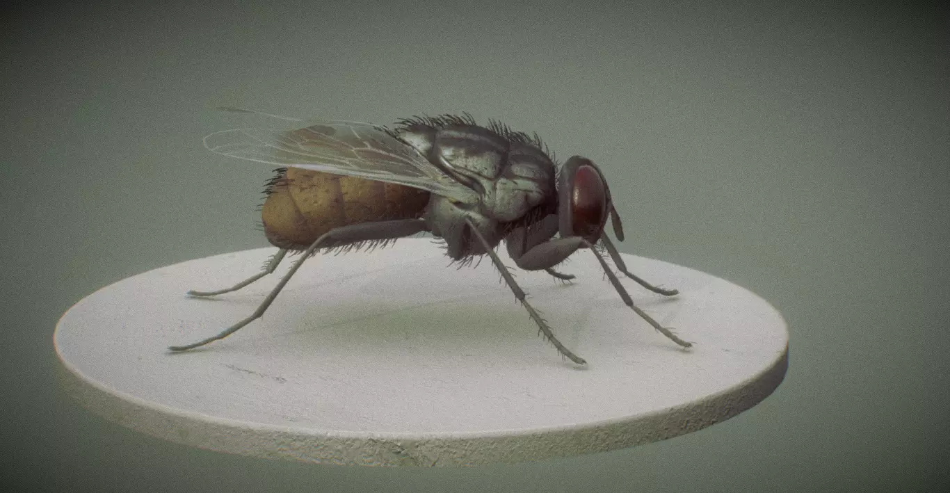 Housefly 3D print model_4