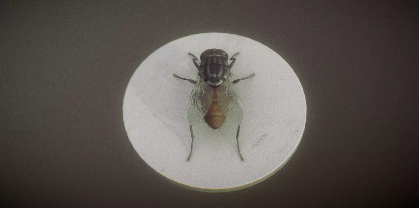 Housefly 3D print model_3