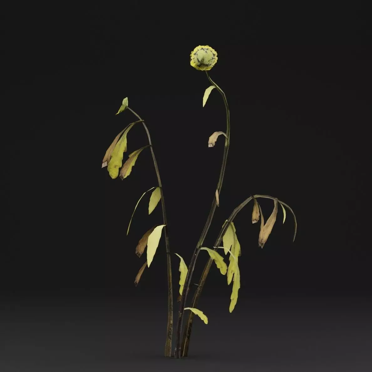Senecio Pinnatifolius Plant Low-poly 3D model_5