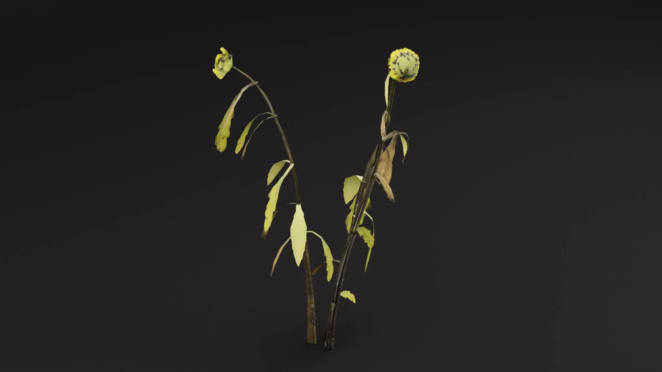 Senecio Pinnatifolius Plant Low-poly 3D model_3
