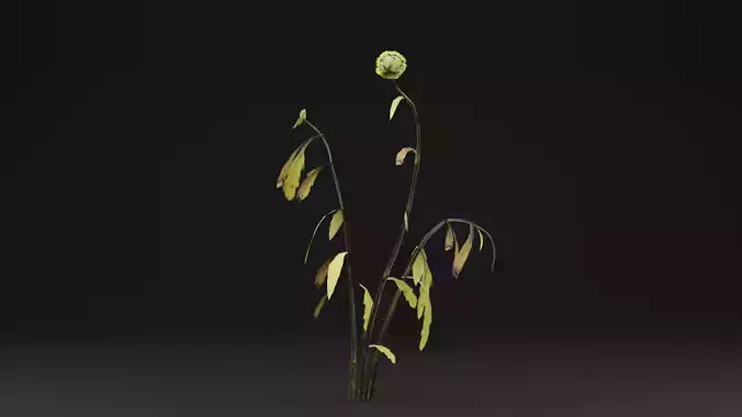 Senecio Pinnatifolius Plant