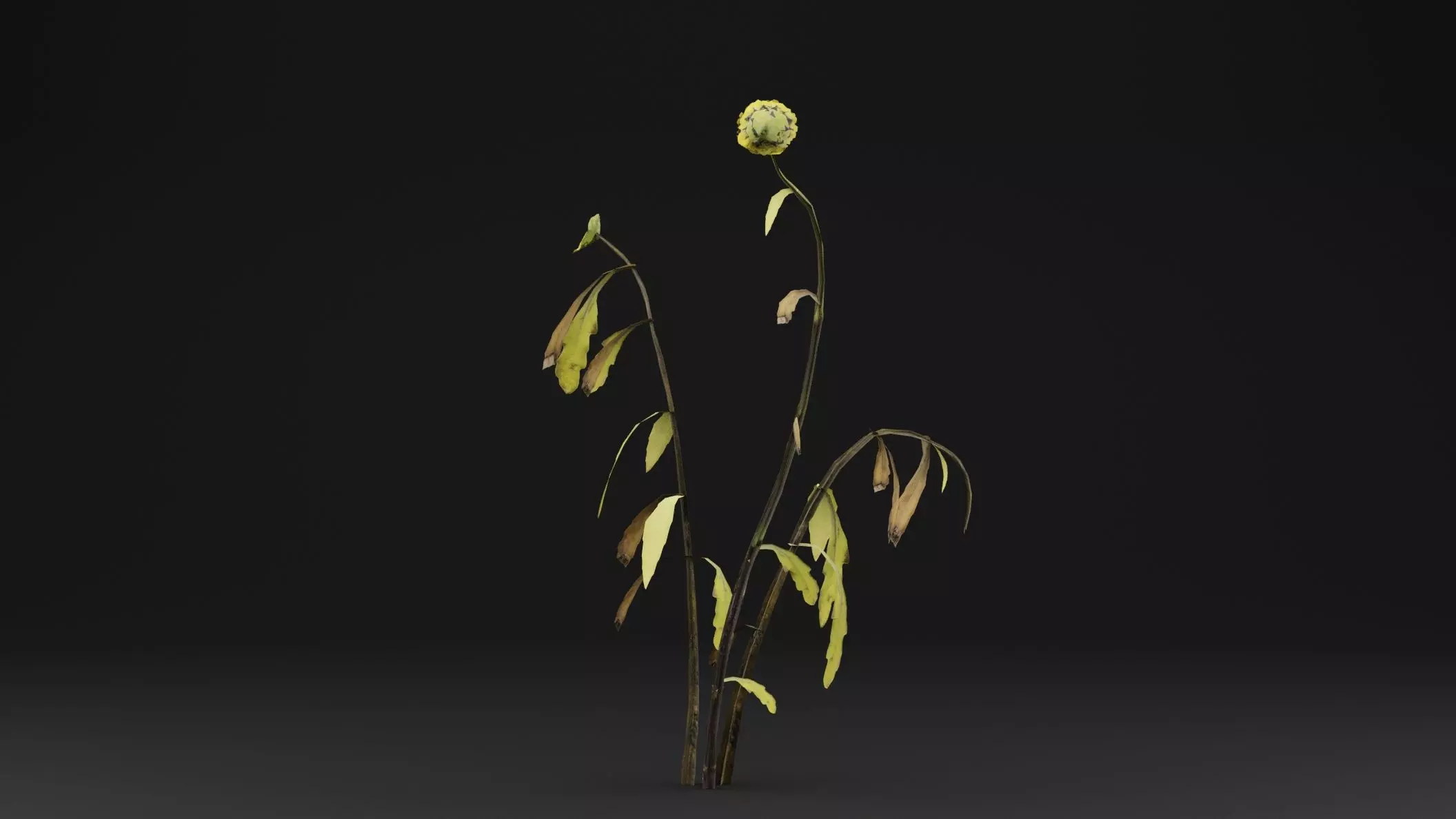 Senecio Pinnatifolius Plant Low-poly 3D model_0