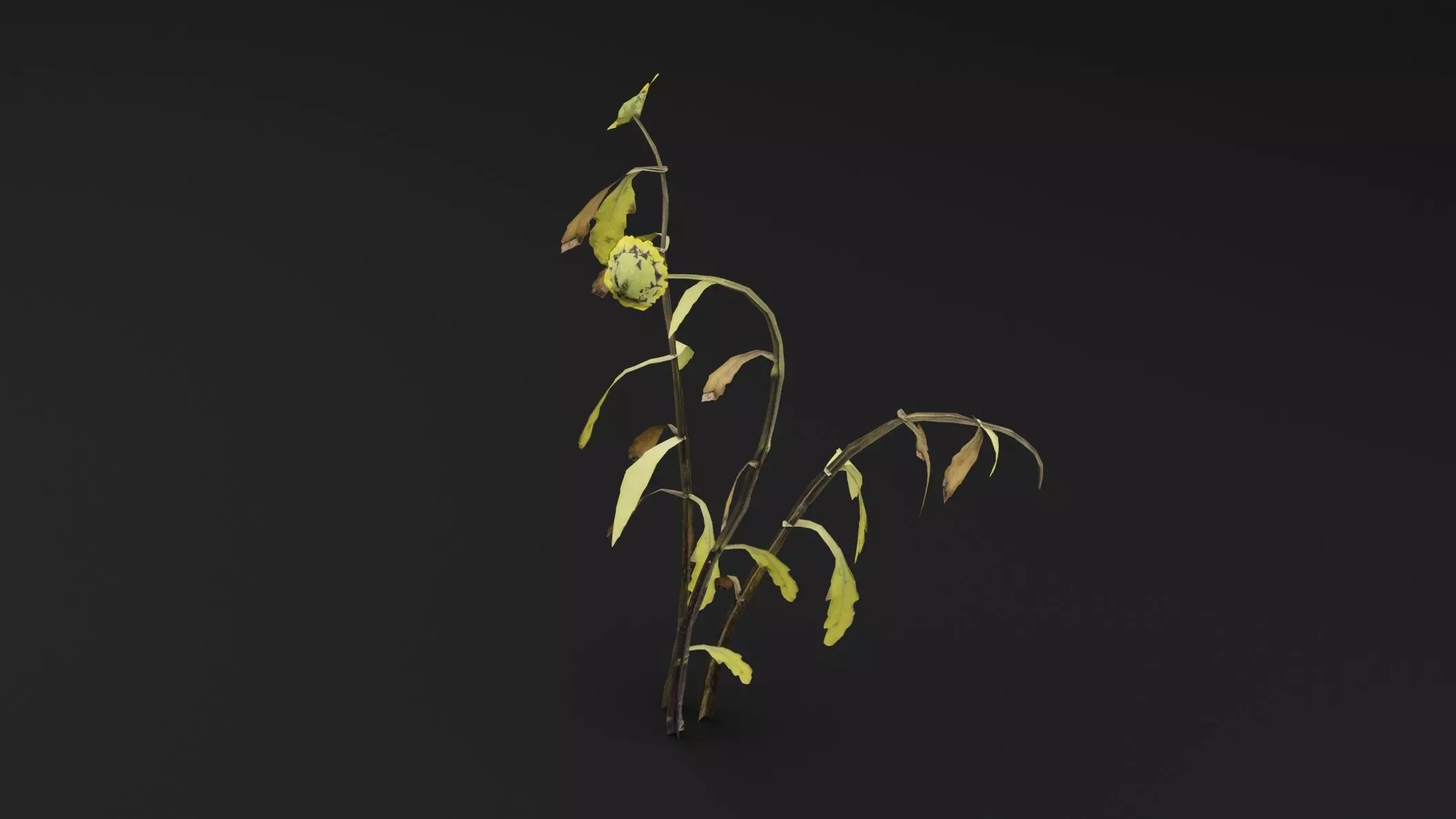 Senecio Pinnatifolius Plant Low-poly 3D model_4