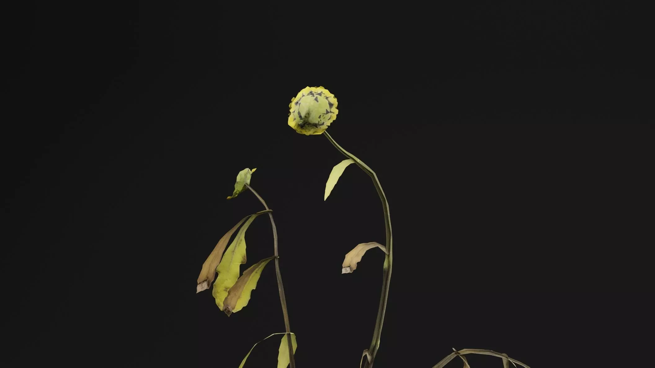 Senecio Pinnatifolius Plant Low-poly 3D model_1