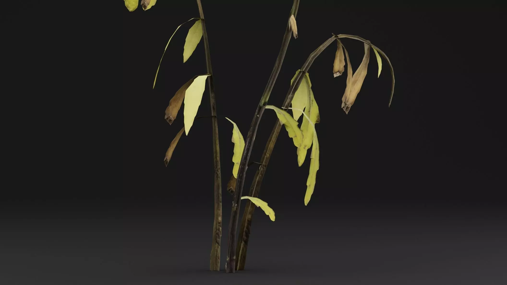 Senecio Pinnatifolius Plant Low-poly 3D model_2