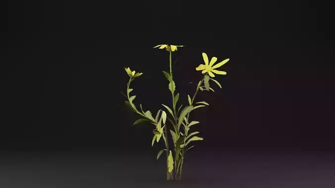 Senecio Pinnatifolius Plant