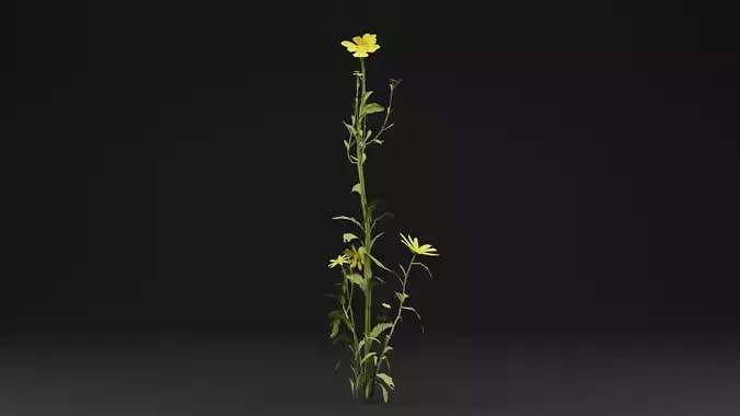 Senecio Pinnatifolius Plant