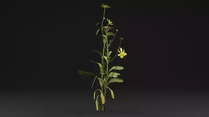 Senecio Pinnatifolius Plant