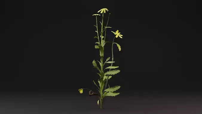 Senecio Pinnatifolius Plant