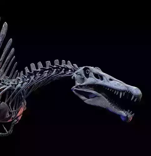 SPINOSAURUS SKELETON v1