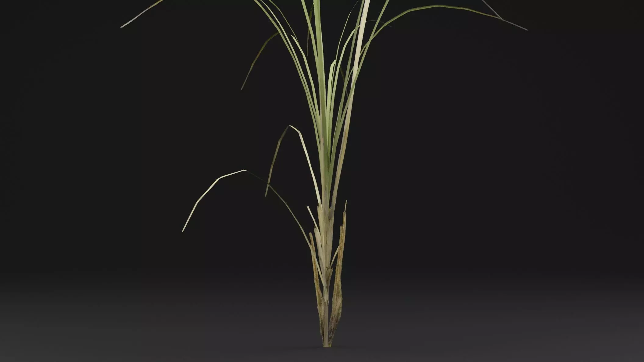 Seaweed Plant Low-poly 3D model_2