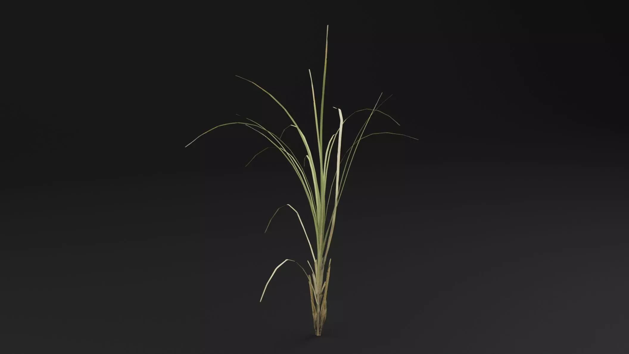 Seaweed Plant Low-poly 3D model_3