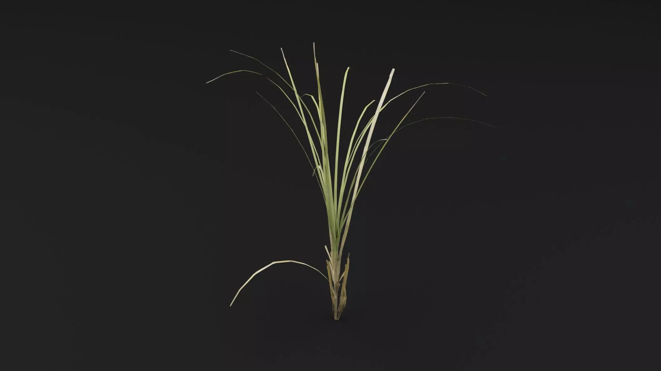 Seaweed Plant Low-poly 3D model_4