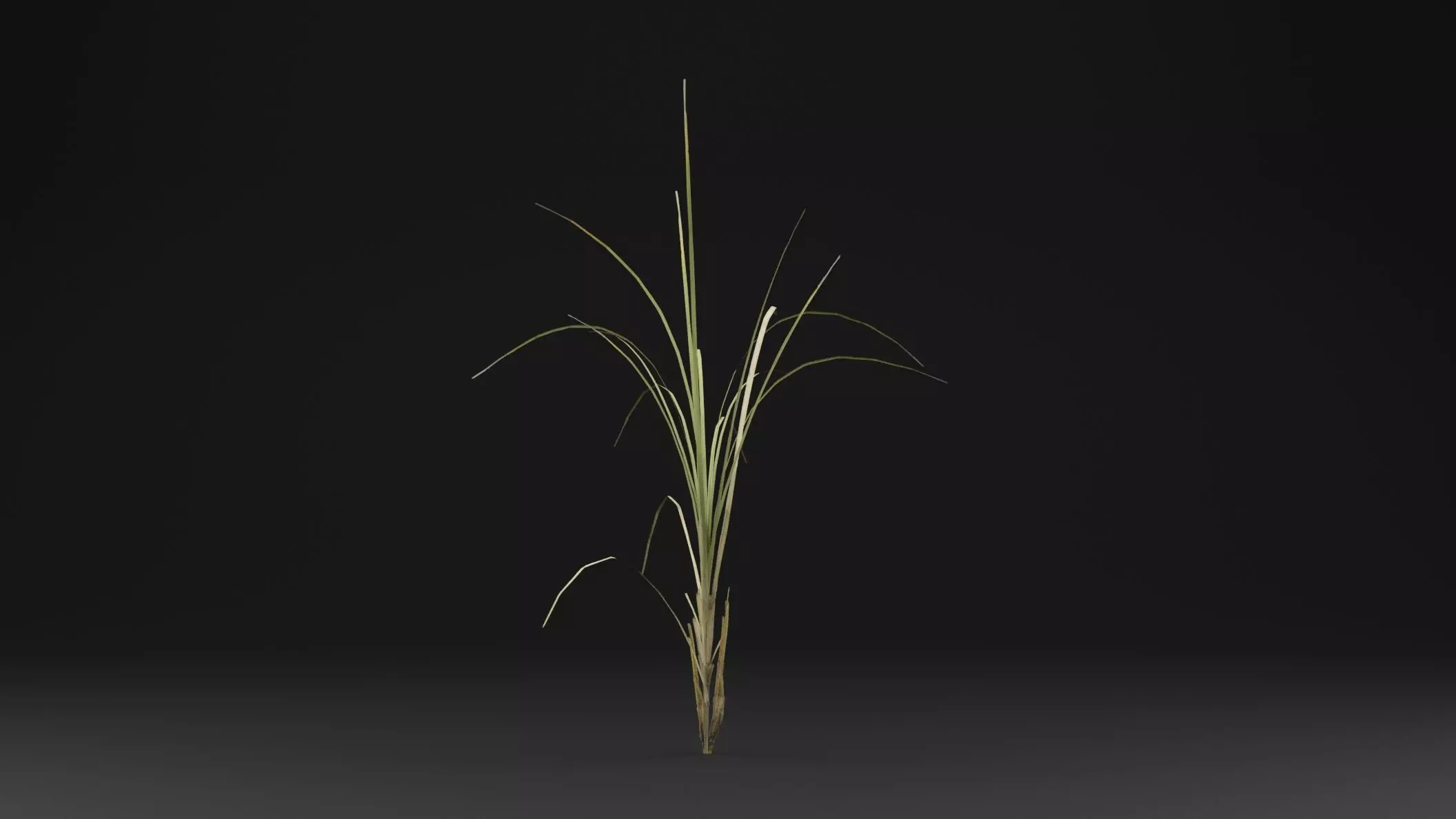 Seaweed Plant Low-poly 3D model_0