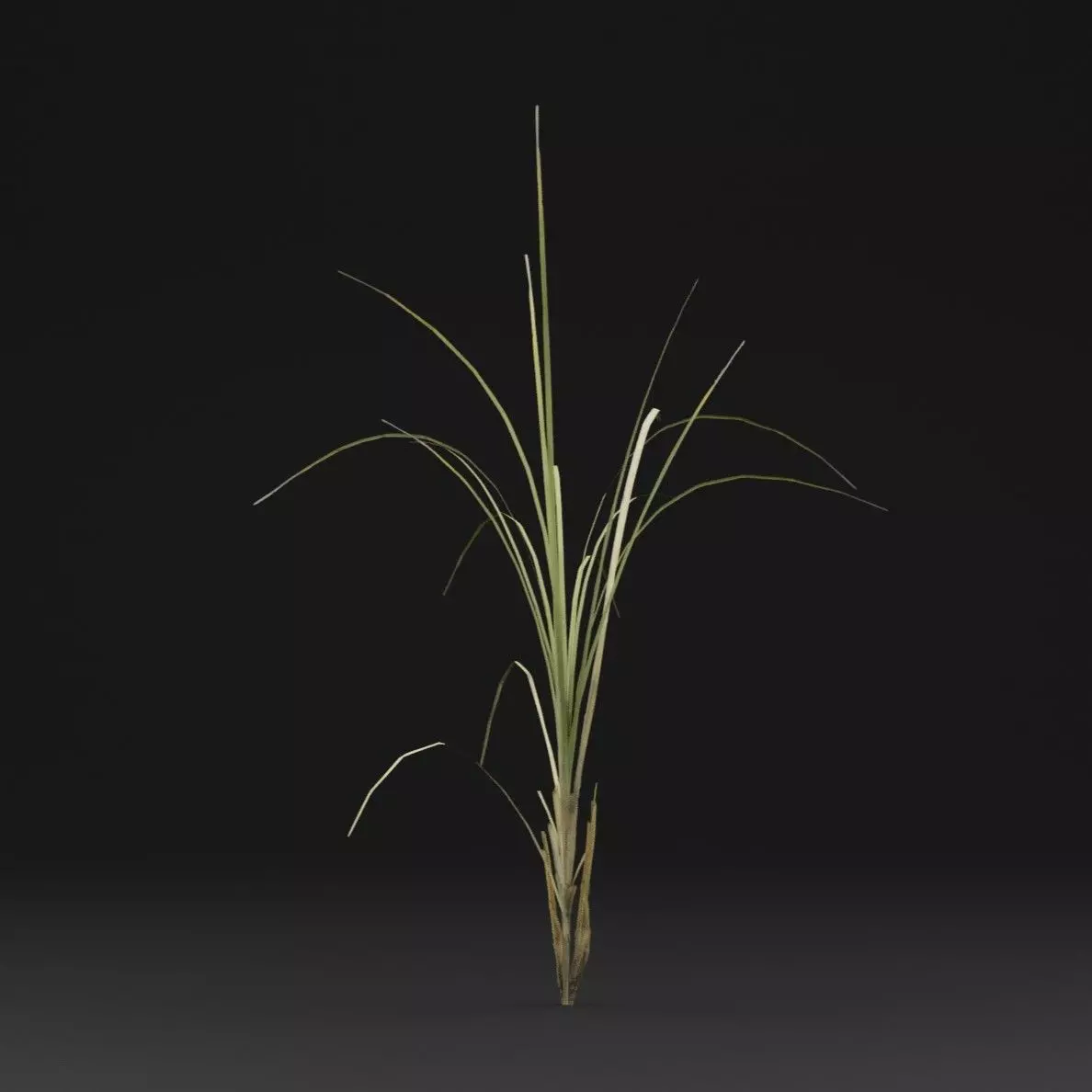 Seaweed Plant Low-poly 3D model_5