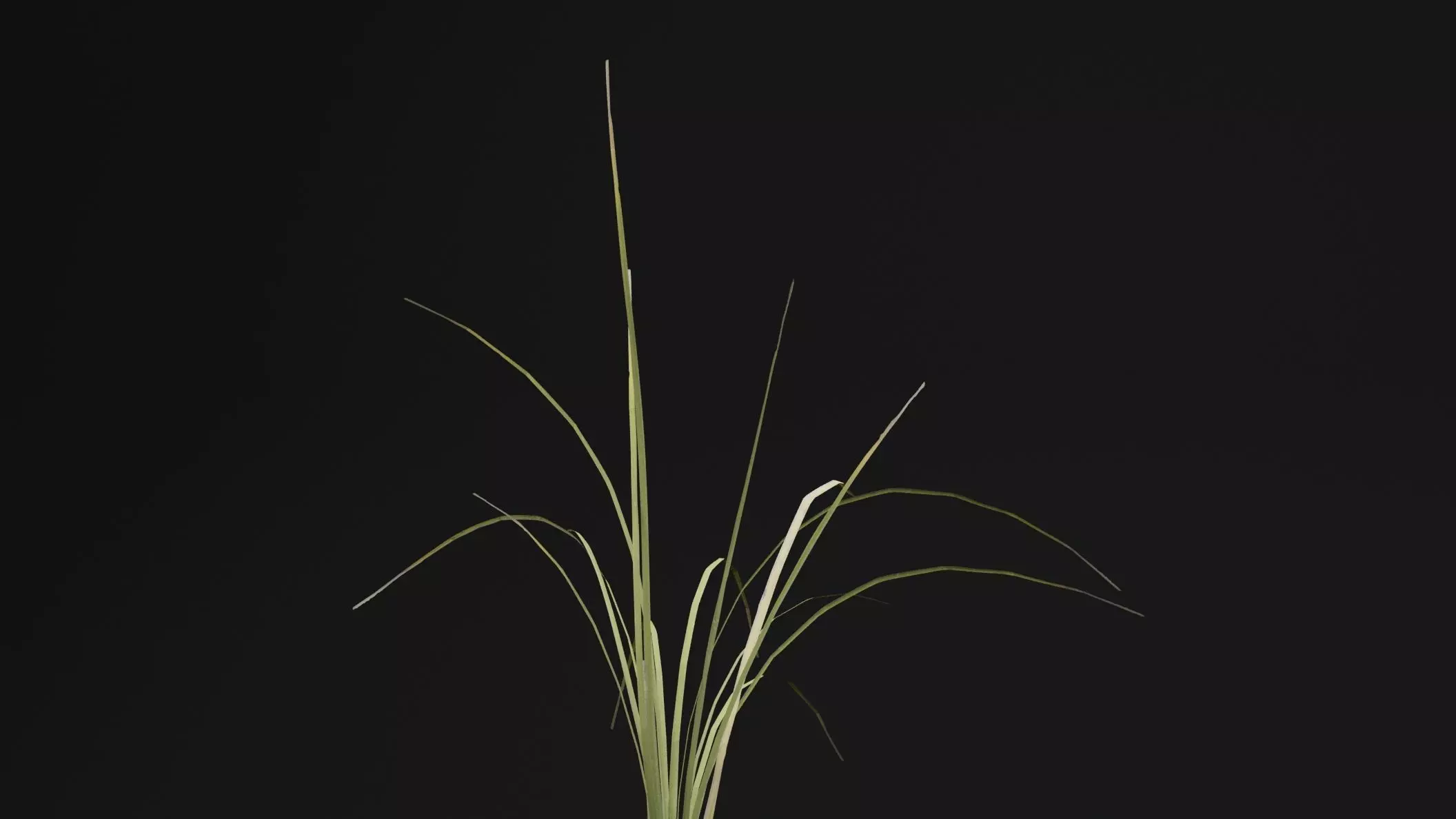 Seaweed Plant Low-poly 3D model_1