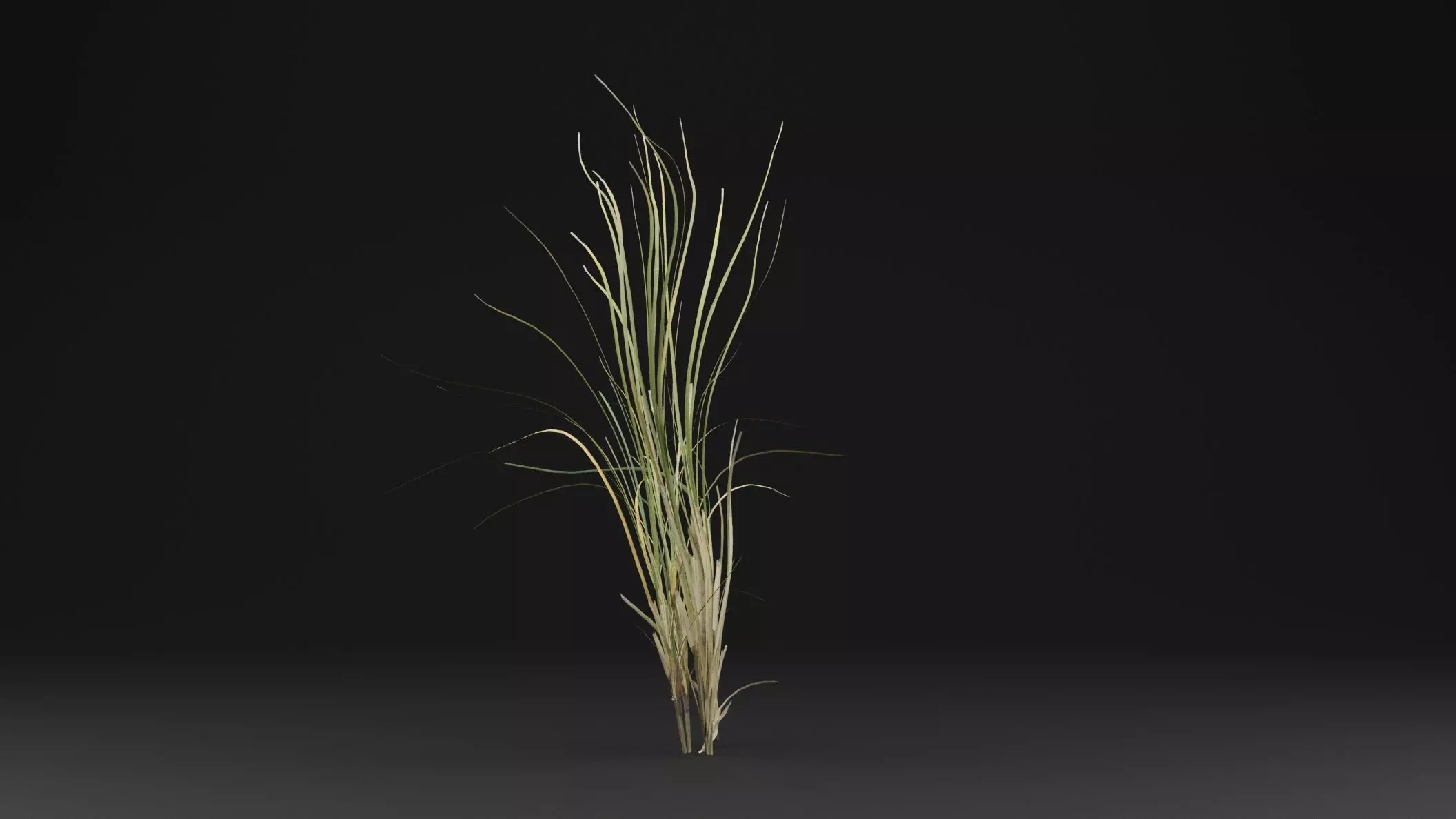 Seaweed Plant Low-poly 3D model_0