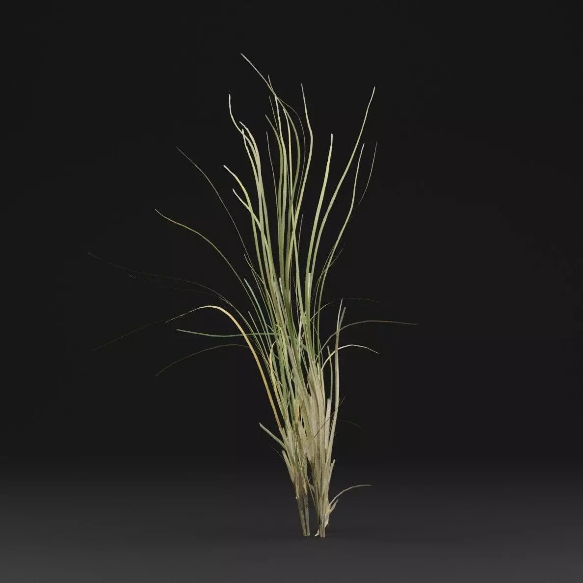 Seaweed Plant Low-poly 3D model_5